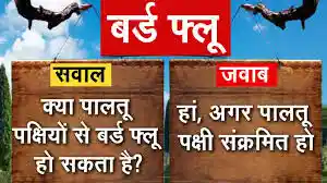 क्या पालतू पक्षियों से बर्ड फ्लू फैलता है ?क्या पालतू पक्षी है इंसान के लिए खतरनाक..